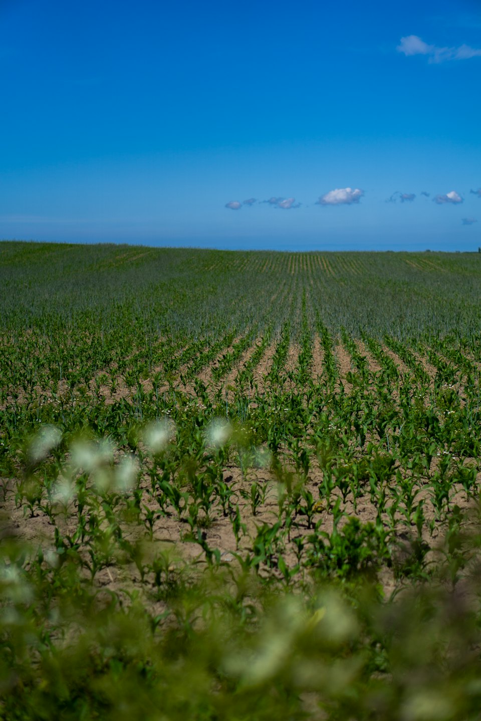 Rows of young green crops stretch across a wide field.
